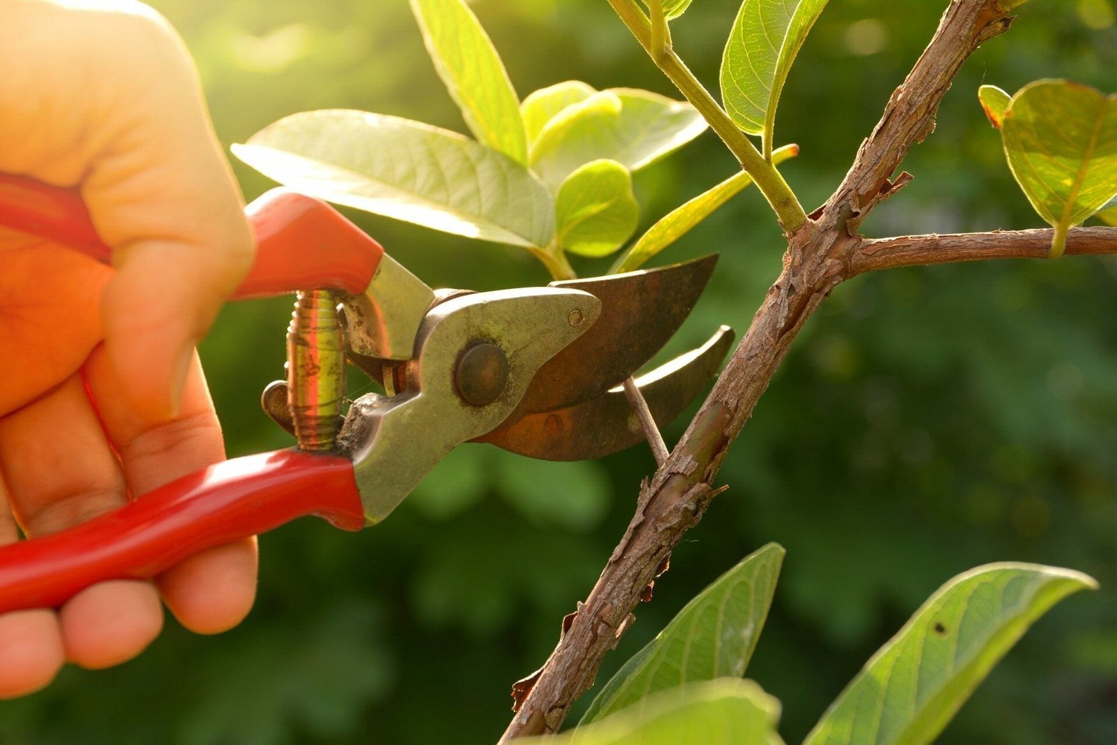 How to clean and maintain pruning shears