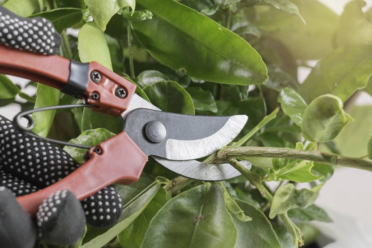 Take the shears apart (if needed)