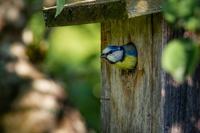 How to lubricate bird table hinges