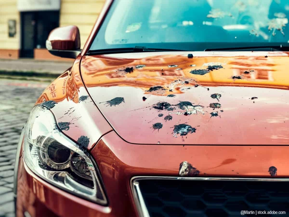 How to Remove Bird Droppings from a Car