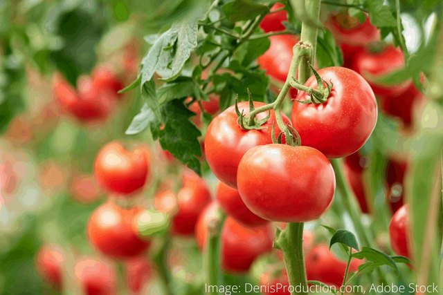How to Remove Tomato and Ketchup Stains